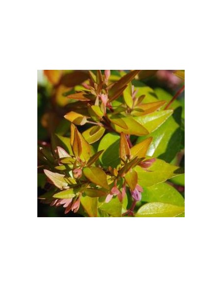 Abelia à grandes fleurs "Francis Mason" Abelia à grandes fleurs "Francis Mason"