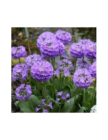 Primevère denticulée "Cashmeriana"