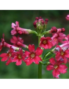 Primevère japonaise "Miller's Crimson"