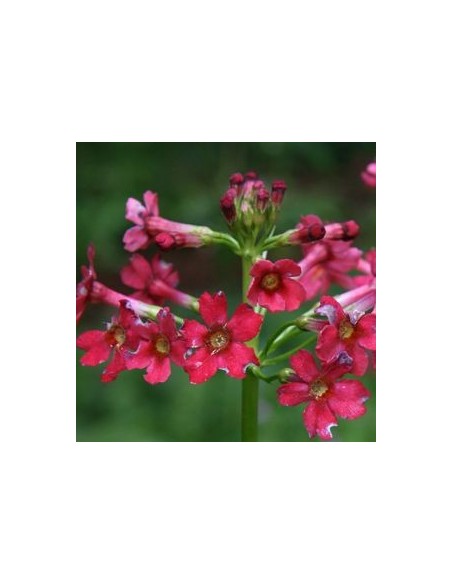 Primevère japonaise "Miller's Crimson"