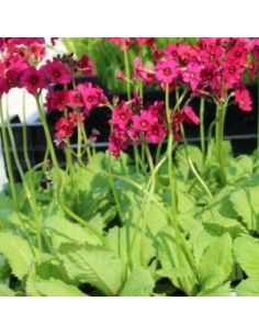 Primevère japonaise "Miller's Crimson" 2