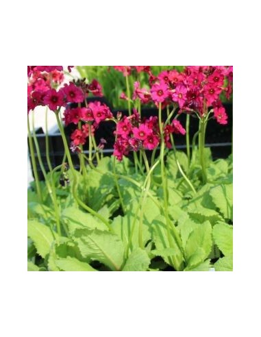 Primevère japonaise "Miller's Crimson"