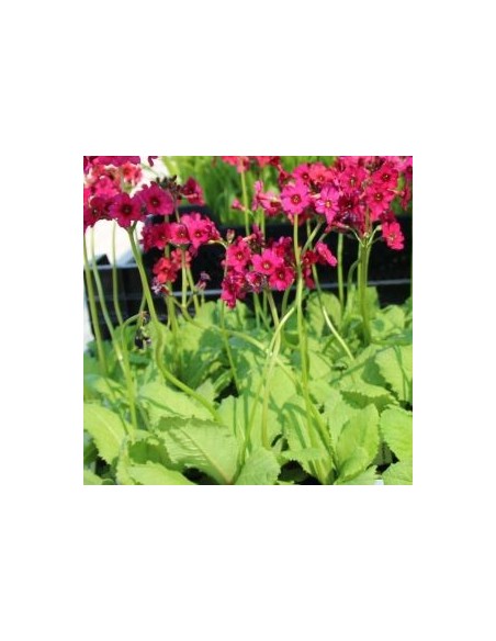 Primevère japonaise "Miller's Crimson"