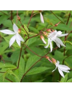 Spirée à trois feuilles