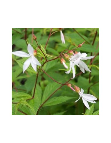 Spirée à trois feuilles