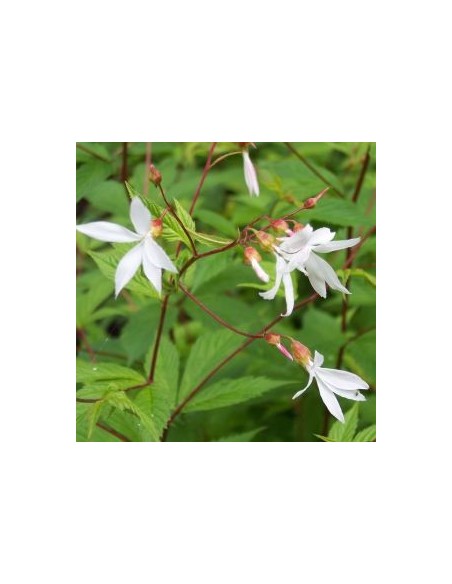 Spirée à trois feuilles