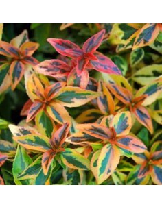 Abelia à grandes fleurs "Kaleidoscope"