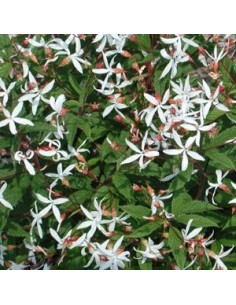 Spirée à trois feuilles 2