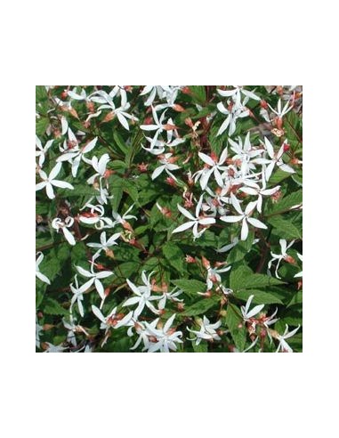 Spirée à trois feuilles