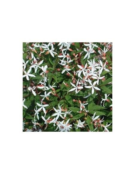 Spirée à trois feuilles