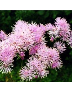 Pigamon à feuilles d'ancolie 2