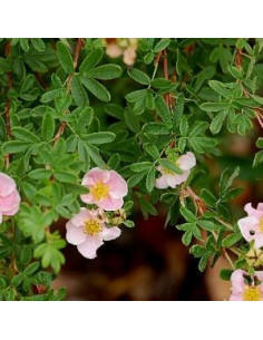Potentille arbustive "abbotswood"