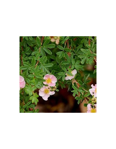 Potentille arbustive "abbotswood"