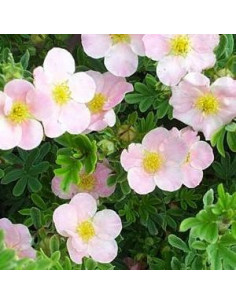 Potentille arbustive "abbotswood" 2