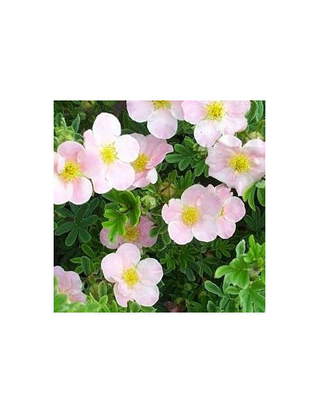 Potentille arbustive "abbotswood"