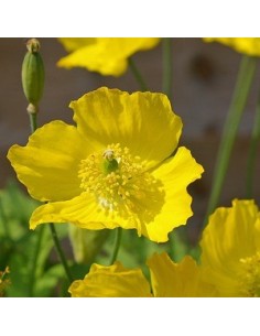 Pavot du Pays de Galles