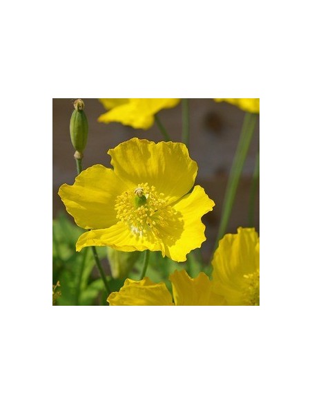 Pavot du Pays de Galles