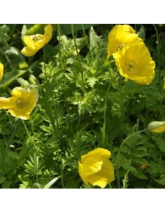 Pavot du Pays de Galles 2