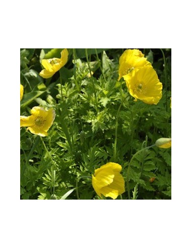 Pavot du Pays de Galles