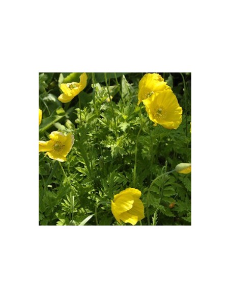 Pavot du Pays de Galles