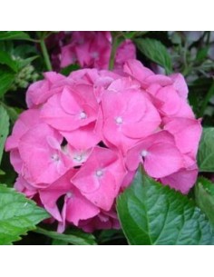 Hortensia "Gertrude Glahn"