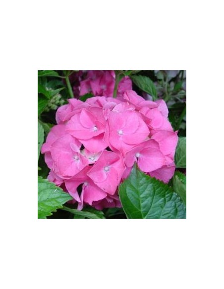 Hortensia "Gertrude Glahn"