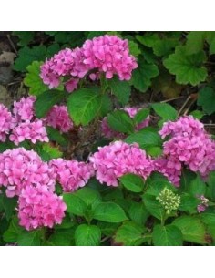 Hortensia "Gertrude Glahn" 2