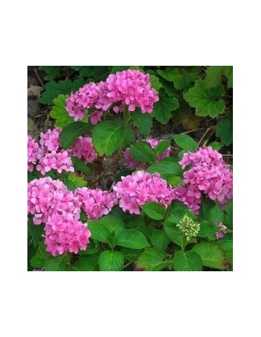 Hortensia "Gertrude Glahn"