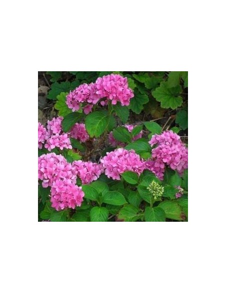Hortensia "Gertrude Glahn"
