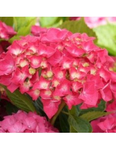 Hortensia nain "Masja"