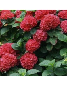 Hortensia nain "Masja" 2