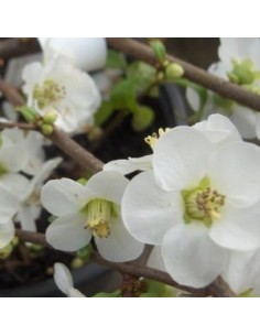 Cognassier du Japon "Nivalis"