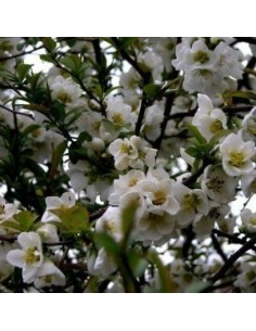 Cognassier du Japon "Nivalis" 2