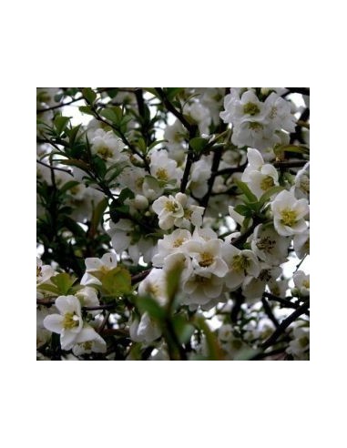 Cognassier du Japon "Nivalis"