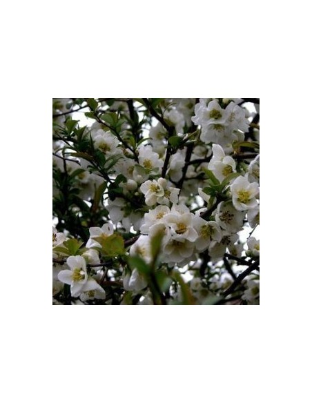 Cognassier du Japon "Nivalis"