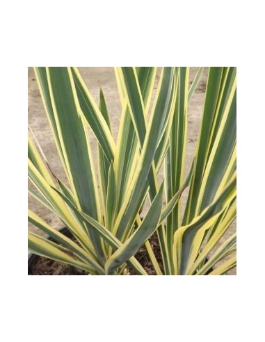 Yucca filamenteux "Bright edge"