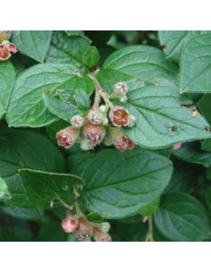 Cotoneaster Franchetii