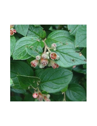 Cotoneaster Franchetii