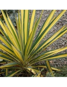 Yucca filamenteux "Color guard"