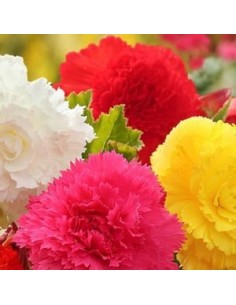 Bégonias doubles *3