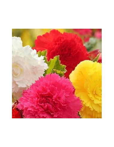 Bégonias doubles *3