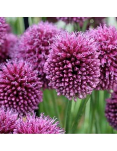 Ail d'ornement à tête ronde