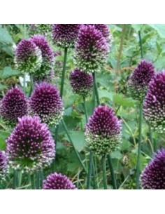 Ail d'ornement à tête ronde 2