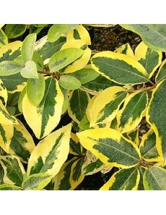 Eleagnus ebbingei "limelight"