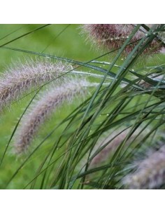 Herbe aux ecouvillons