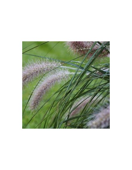 Herbe aux ecouvillons