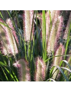 Herbe aux ecouvillons Herbstzauber