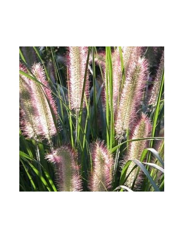 Herbe aux ecouvillons Herbstzauber