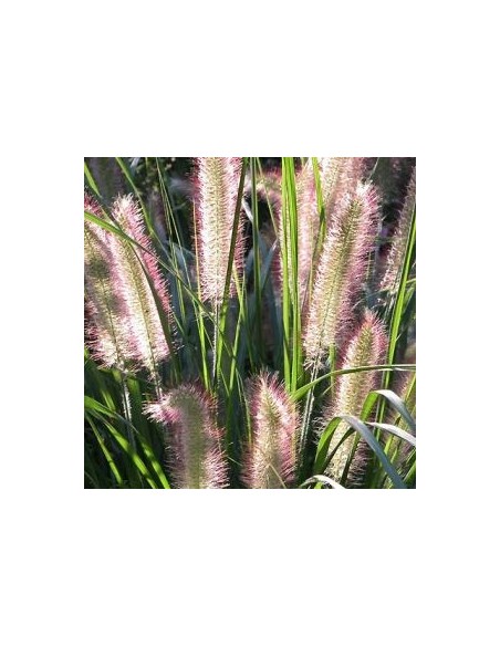 Herbe aux ecouvillons Herbstzauber