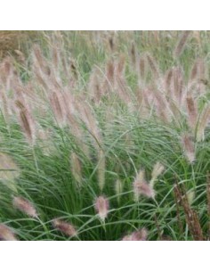 Herbe aux ecouvillons Herbstzauber 2